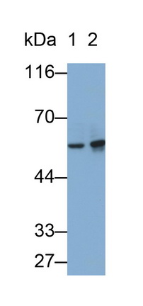 Monoclonal Antibody to Matrix Metalloproteinase 3 (MMP3)