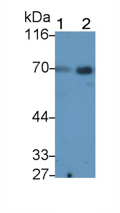 Monoclonal Antibody to Alpha 2-Antiplasmin (a2PI)