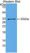 Monoclonal Antibody to Matrix Metalloproteinase 23A (MMP23A)