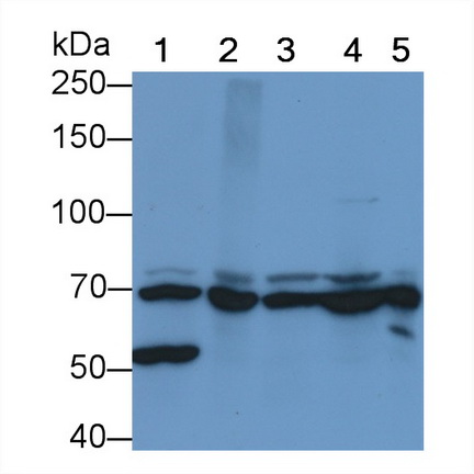 Monoclonal Antibody to Heat Shock 70kDa Protein 1B (HSPA1B)