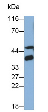 Monoclonal Antibody to Galectin 8 (GAL8)