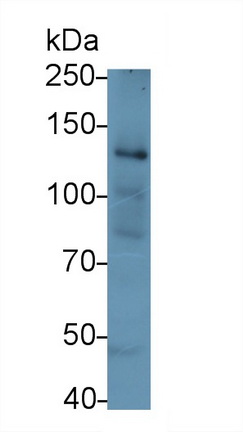 Monoclonal Antibody to Collagen Type I Alpha 1 (COL1a1)