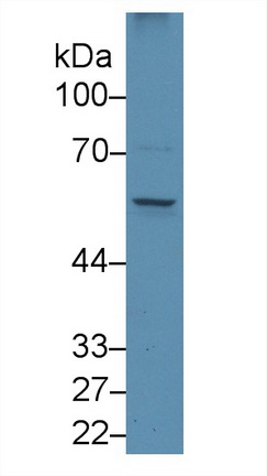Monoclonal Antibody to Early Growth Response Protein 1 (EGR1)
