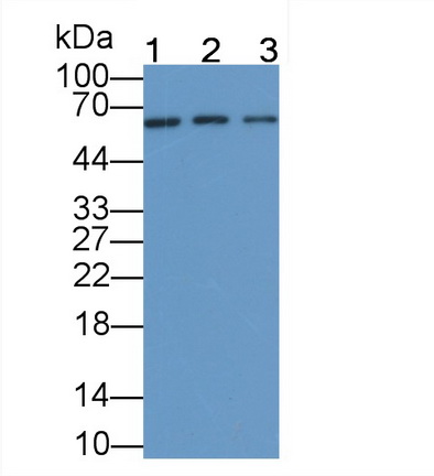 Monoclonal Antibody to Cluster Of Differentiation 55 (CD55)