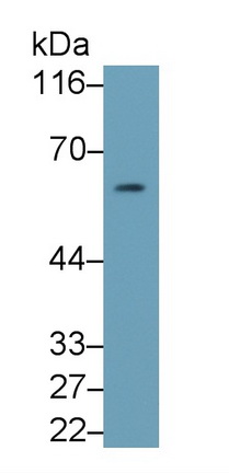 Monoclonal Antibody to Cluster Of Differentiation 55 (CD55)