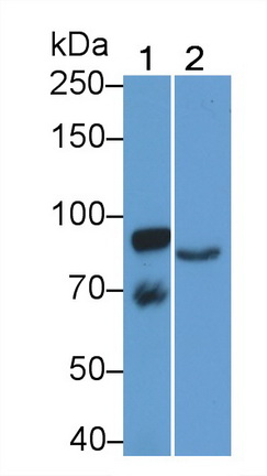 Monoclonal Antibody to Amiloride Binding Protein 1 (ABP1)