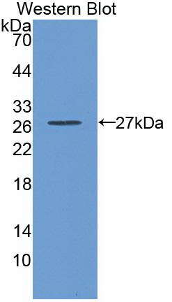 Monoclonal Antibody to Glutathione S Transferase Alpha 3 (GSTa3)