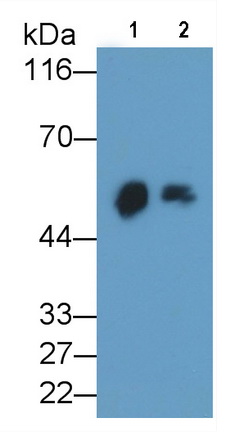 Monoclonal Antibody to Cluster Of Differentiation 14 (CD14)