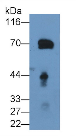 Monoclonal Antibody to Prothrombin Fragment 1+2 (F1+2)
