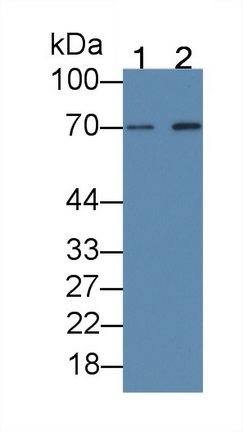 Monoclonal Antibody to Beta-Site APP Cleaving Enzyme 1 (bACE1)