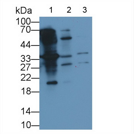 Monoclonal Antibody to Programmed Cell Death Protein 1 Ligand 2 (PDL2)