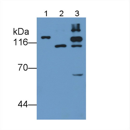Monoclonal Antibody to Hypoxia Inducible Factor 1 Alpha (HIF1a)