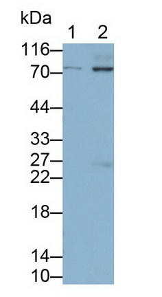Monoclonal Antibody to Cluster Of Differentiation 86 (CD86)
