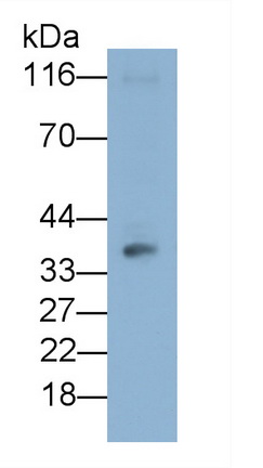 Monoclonal Antibody to Cluster Of Differentiation 86 (CD86)