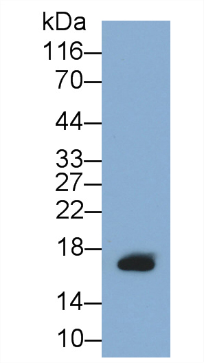 Monoclonal Antibody to Gastric Inhibitory Polypeptide (GIP)