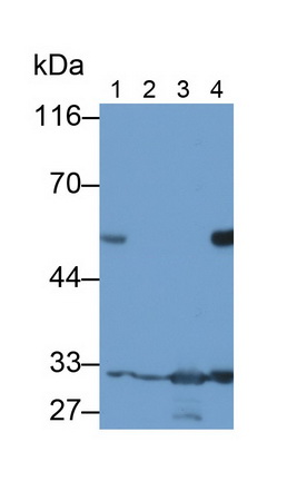 Monoclonal Antibody to Podocin (PDCN)