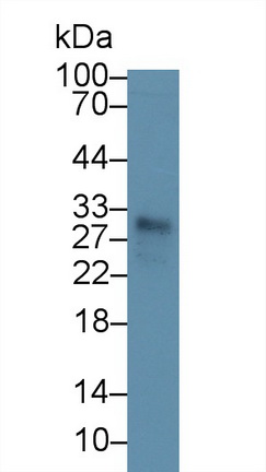 Monoclonal Antibody to Cluster Of Differentiation 8a (CD8a)