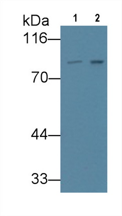 Monoclonal Antibody to VGF Nerve Growth Factor Inducible (VGF)