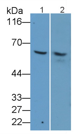 Monoclonal Antibody to Cluster Of Differentiation 1a (CD1a)