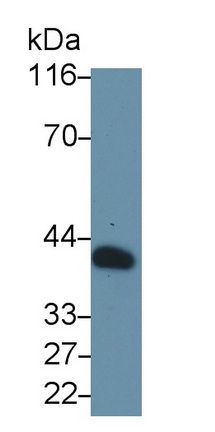 Monoclonal Antibody to Clusterin (CLU)
