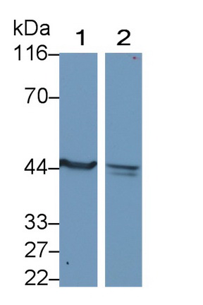 Monoclonal Antibody to Cytokeratin 19 (CK19)