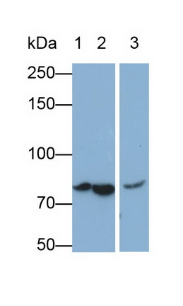 Monoclonal Antibody to Complement C4-B (C4B)