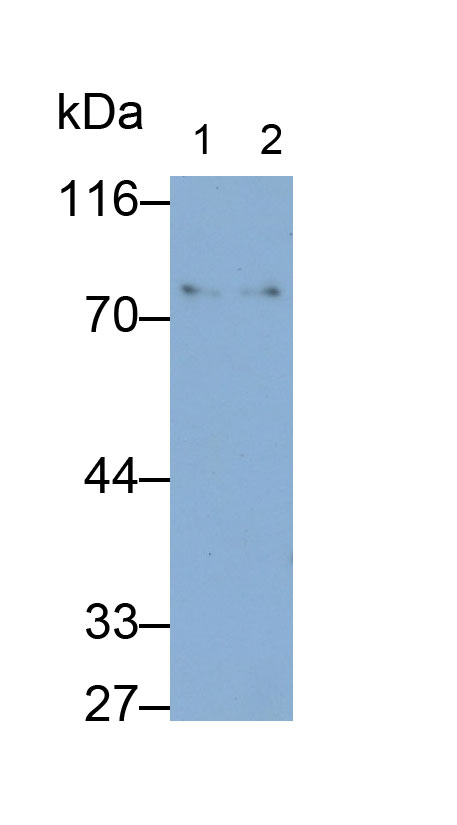 Monoclonal Antibody to Complement C4-B (C4B)