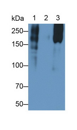 Monoclonal Antibody to Microtubule Associated Protein 2 (MAP2)