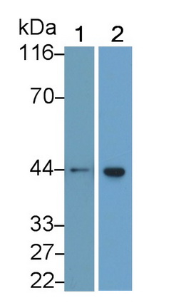Monoclonal Antibody to Actin Alpha 2, Smooth Muscle (ACTa2)
