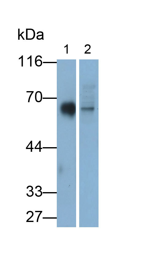 Monoclonal Antibody to Cluster Of Differentiation 226 (CD226)