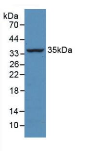 Monoclonal Antibody to Caspase 4 (CASP4)