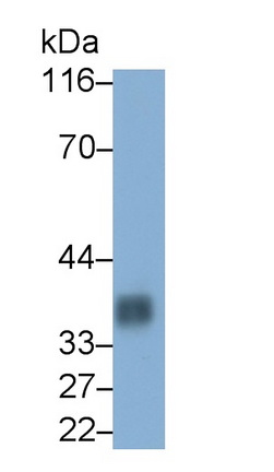 Monoclonal Antibody to Cluster Of Differentiation 7 (CD7)