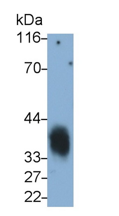 Monoclonal Antibody to Cluster Of Differentiation 7 (CD7)