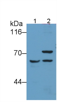 Monoclonal Antibody to Cluster Of Differentiation 5 (CD5)