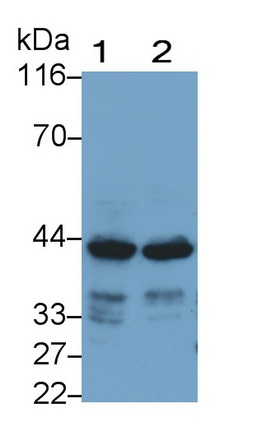 Monoclonal Antibody to Selenoprotein P1, Plasma (SEPP1)