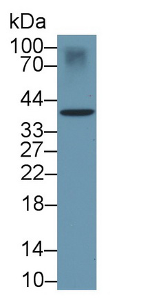 Monoclonal Antibody to Cluster Of Differentiation 83 (CD83)