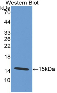 Monoclonal Antibody to Defensin Alpha 5, Paneth Cell Specific (DEFa5)