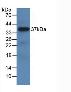 Monoclonal Antibody to Leucine Rich Alpha-2-Glycoprotein 1 (LRG1)