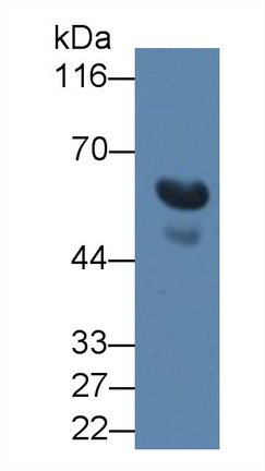 Monoclonal Antibody to Transforming Growth Factor Beta 3 (TGFb3)