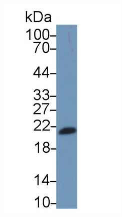 Monoclonal Antibody to Interleukin 17F (IL17F)