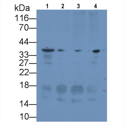 Monoclonal Antibody to Syndecan 1 (SDC1)