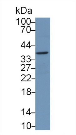 Monoclonal Antibody to Syndecan 1 (SDC1)