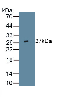 Monoclonal Antibody to Interleukin 29 (IL29)