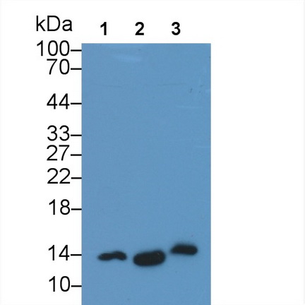 Monoclonal Antibody to Interleukin 22 (IL22)