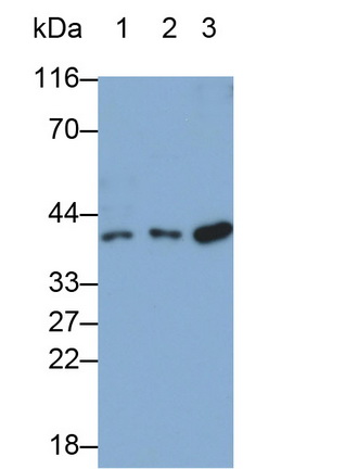 Monoclonal Antibody to Growth Differentiation Factor 15 (GDF15)