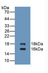 Monoclonal Antibody to Growth Differentiation Factor 3 (GDF3)
