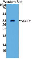 Monoclonal Antibody to Growth Differentiation Factor 11 (GDF11)