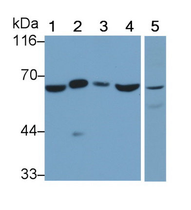 Monoclonal Antibody to Histone Deacetylase 1 (HDAC1)