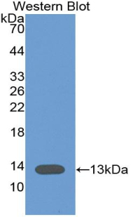 Monoclonal Antibody to Caspase 6 (CASP6)