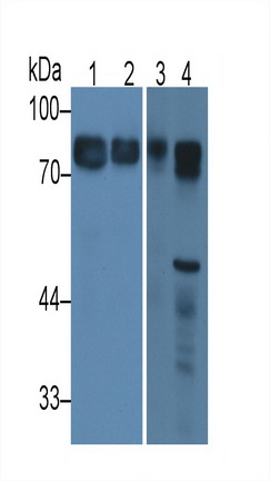 Monoclonal Antibody to Histidine Rich Glycoprotein (HRG)